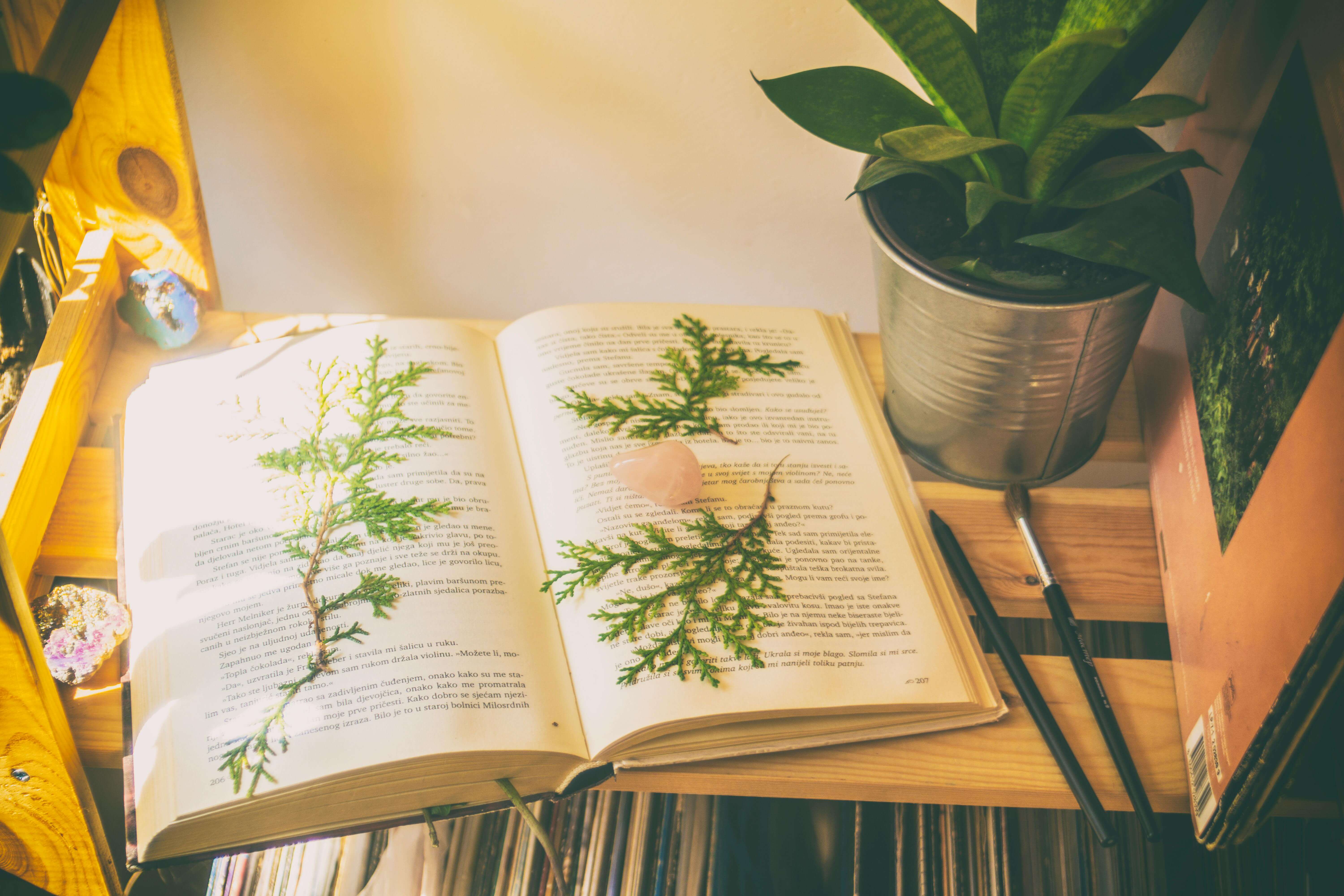 Green Leaves On Top Of Open Book